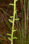 Coastal plain chaffhead